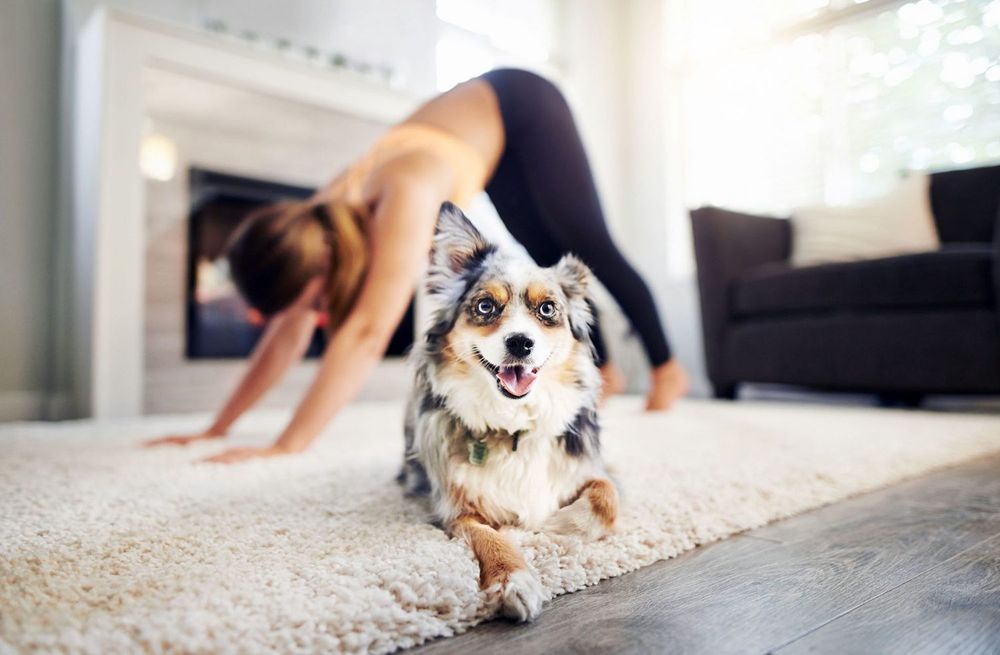 Discover relaxation and bonding with our unique "doggy yoga for people with small dogs" service, designed to enhance wellness and connection between homeowners and their beloved pets through guided exercises. for Down Dog Yoga in Boston, MA