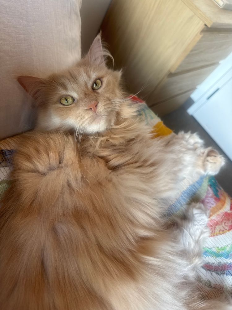 All Photos for Strange Soles in South Boston, MA