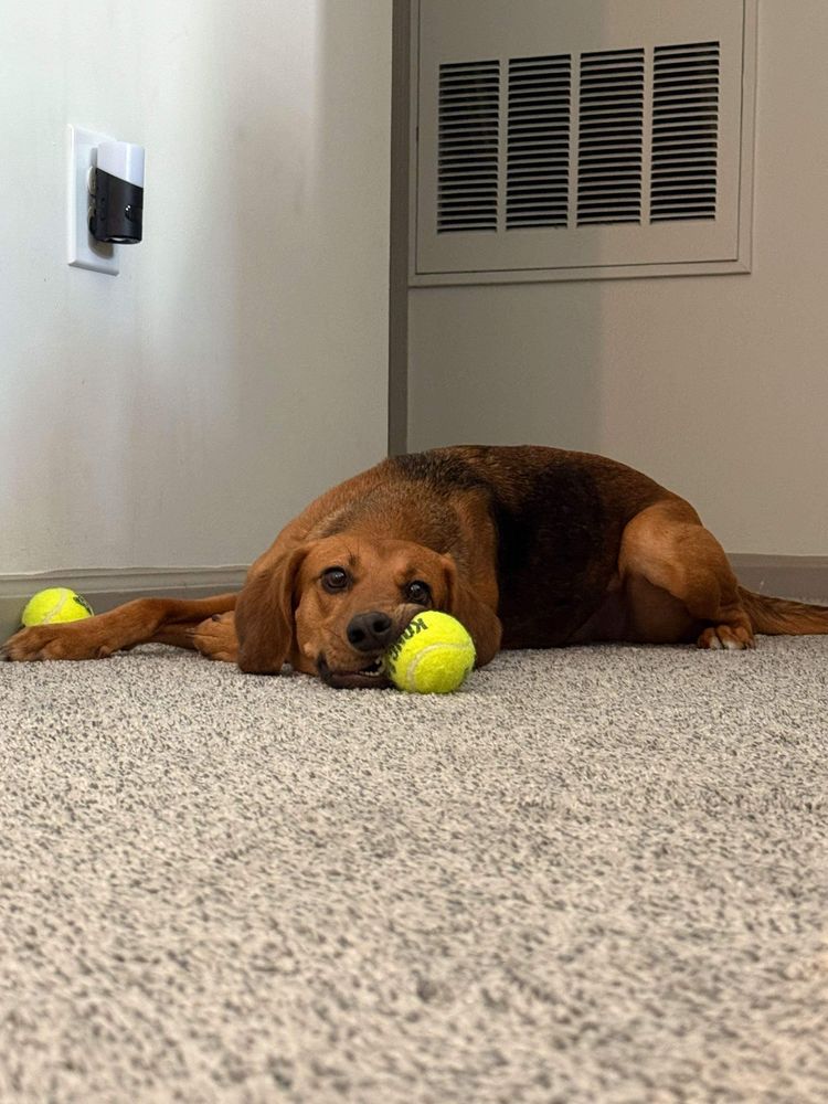 Discover our Fun New Service, where we transform your backyard into a playful paradise for dogs. Enjoy peace of mind while your furry friends have the time of their lives! for Down Dog Yoga in Boston, MA