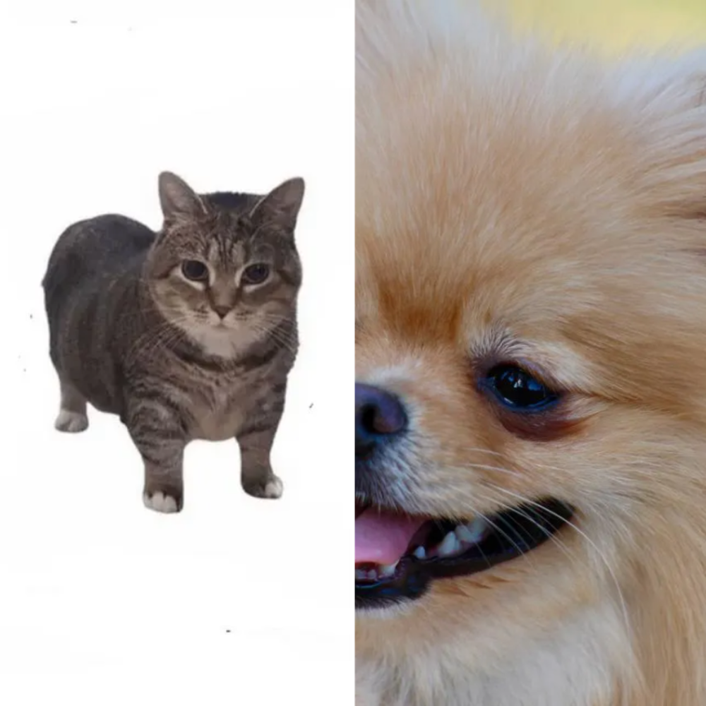 Playing for Down Dog Yoga in Boston, MA