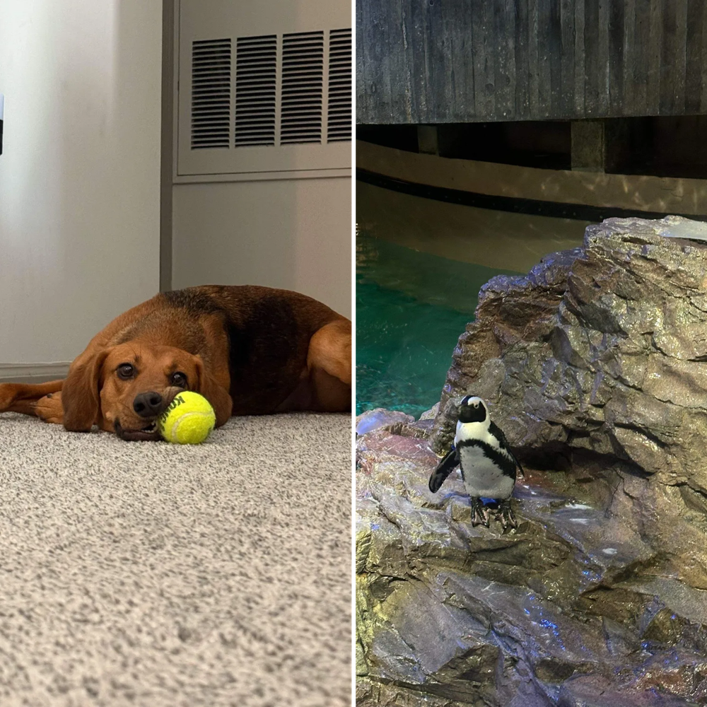 All Photos for Down Dog Yoga in Boston, MA