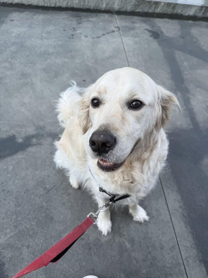 All Photos for Down Dog Yoga in Boston, MA