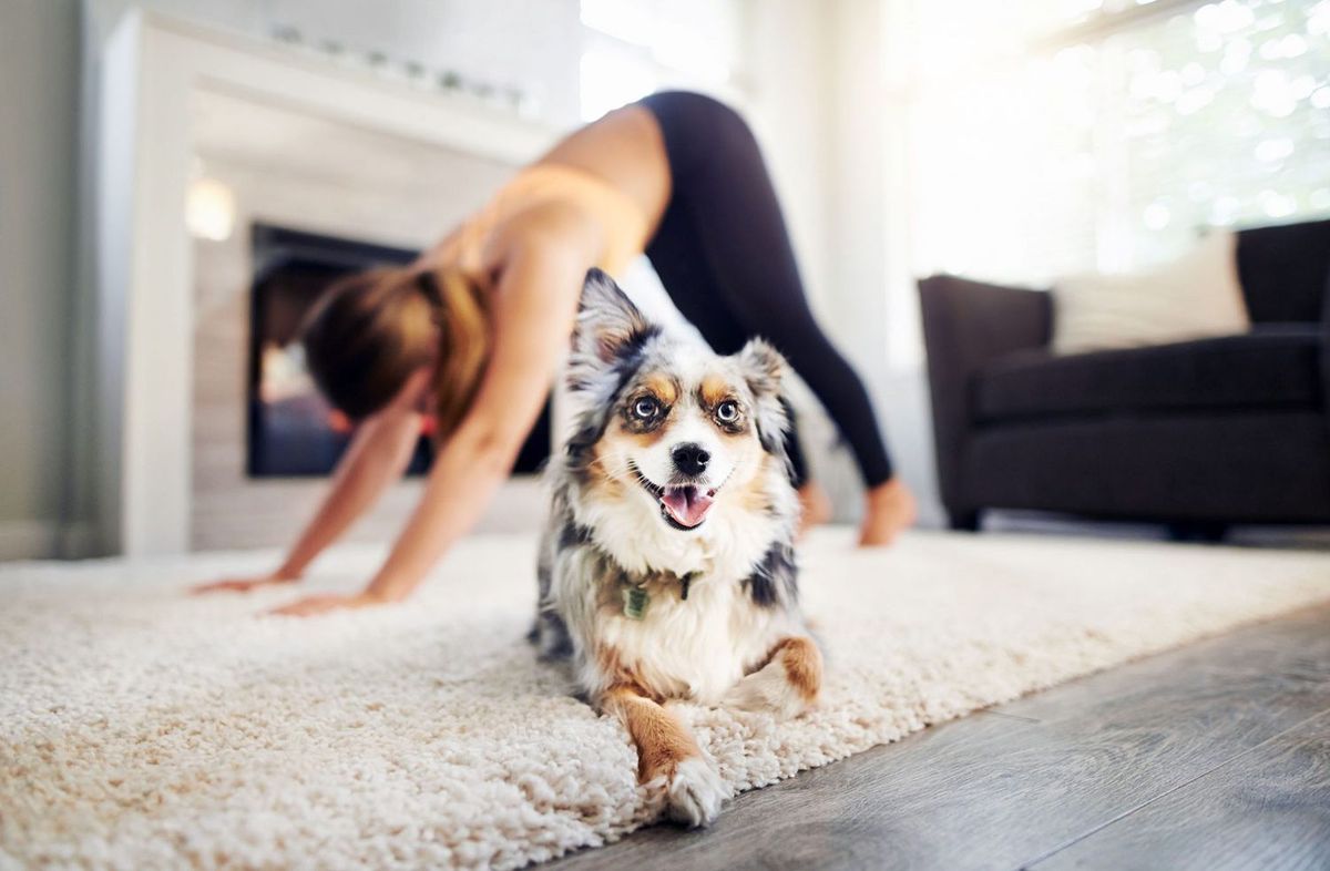 Belly Rubs for Down Dog Yoga in Boston, MA