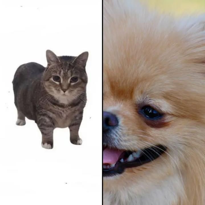 Belly Rubs for Down Dog Yoga in Boston, MA