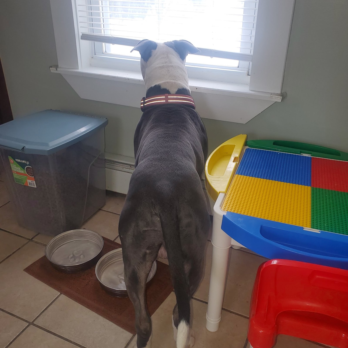 Fun New Service for Down Dog Yoga in Boston, MA