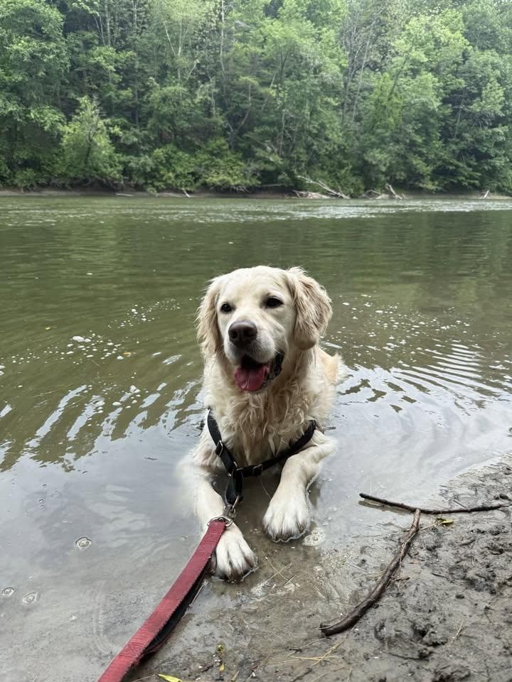 Fun New Service for Down Dog Yoga in Boston, MA