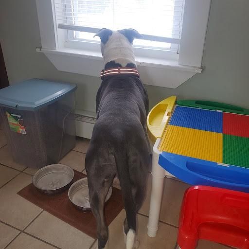 Fun New Service for Down Dog Yoga in Boston, MA