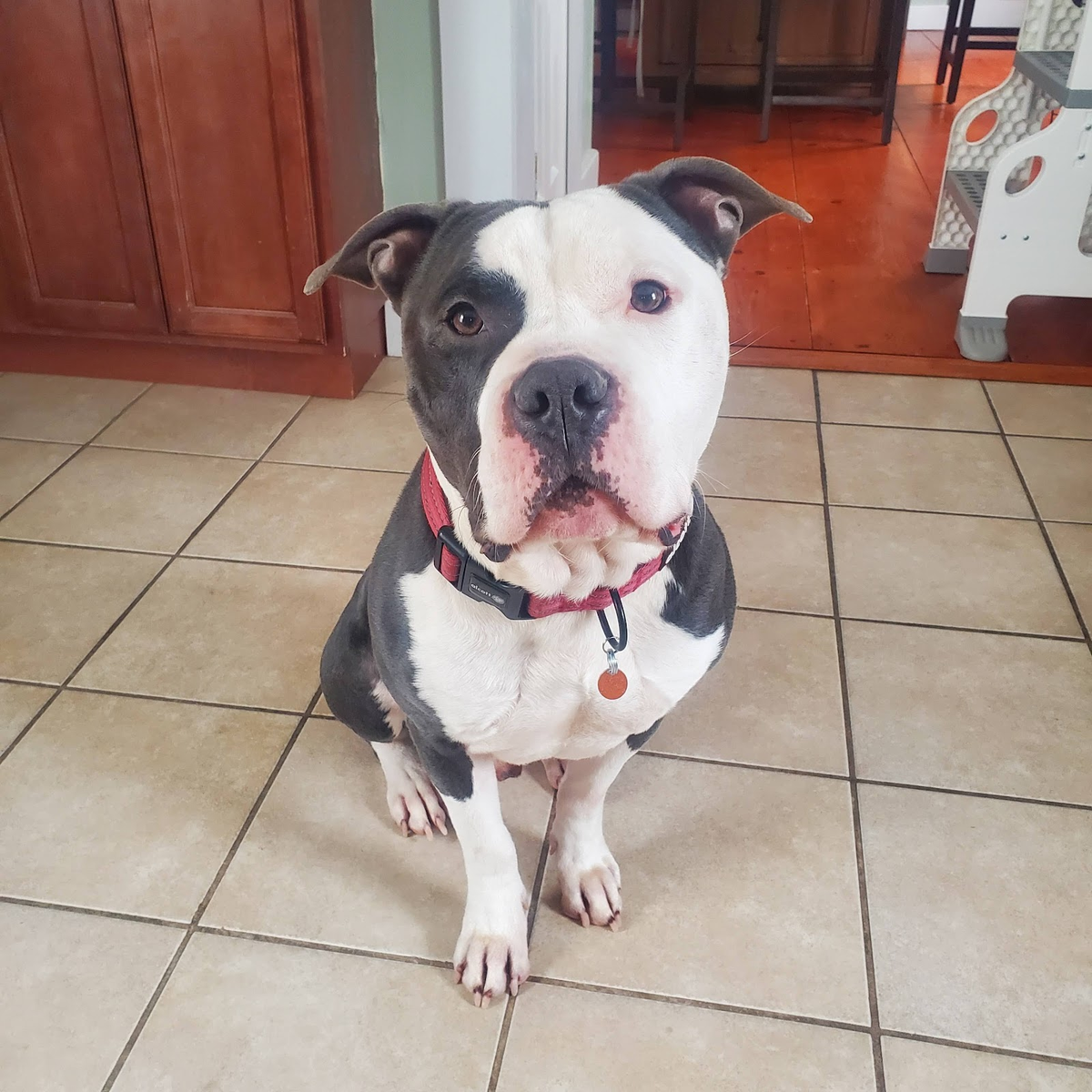 Fun New Service for Down Dog Yoga in Boston, MA