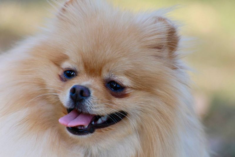 Fluffy Hearts of Rochester: Bringing Joy with Good Boys LLC's Pomeranian Rescue