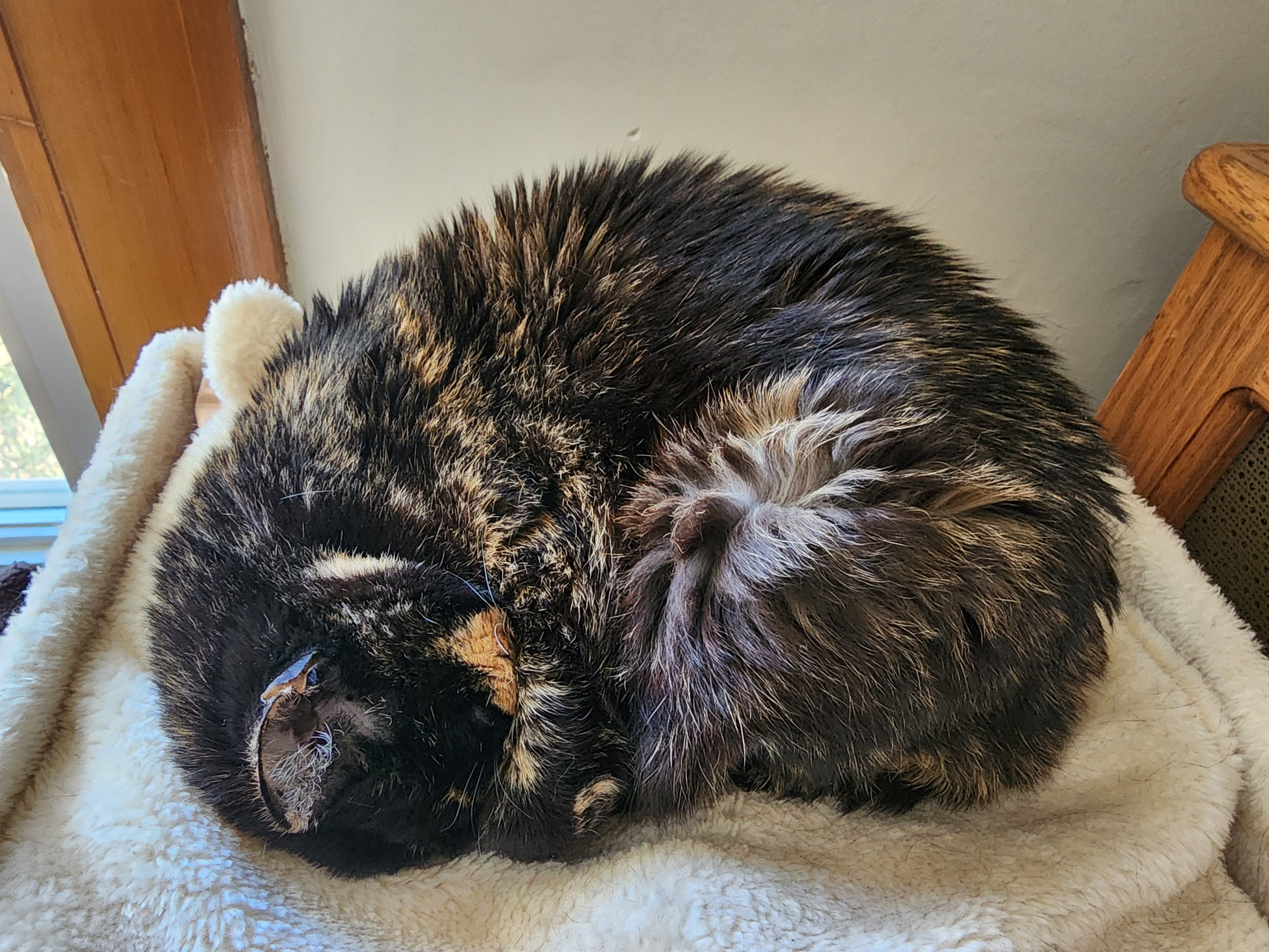  for Down Dog Yoga in Boston, MA