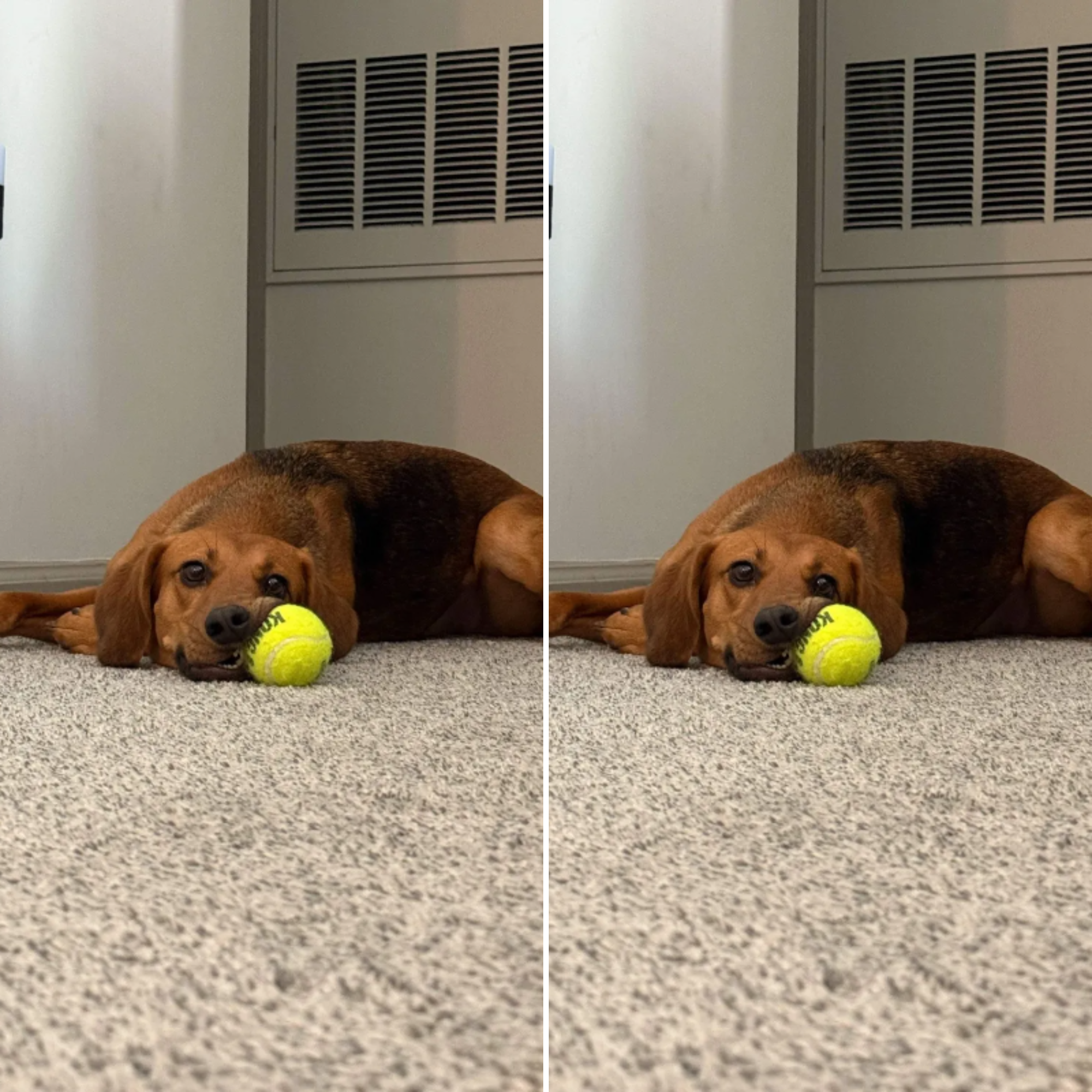  for Down Dog Yoga in Boston, MA