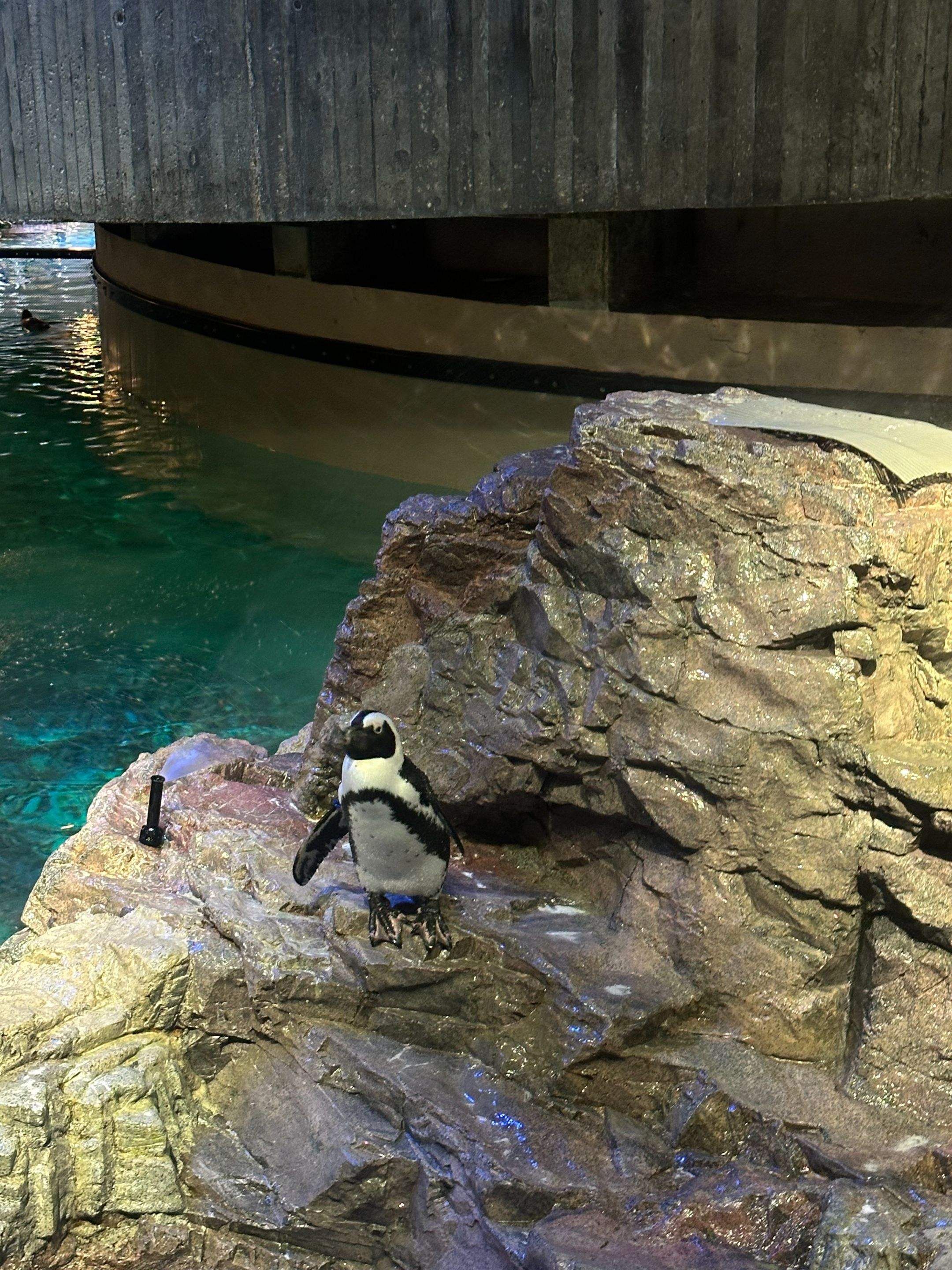  for Down Dog Yoga in Boston, MA